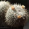 Vai alla scheda di Mammillaria parkinsonii