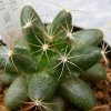 Vai alla scheda di Mammillaria paulii