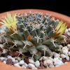 Vai alla scheda di Mammillaria peninsularis