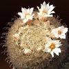 Vai alla scheda di Mammillaria pennispinosa