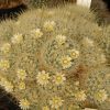 Vai alla scheda di Mammillaria pennispinosa ssp. nazasensis