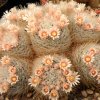 Vai alla scheda di Mammillaria pennispinosa v. nazasensis