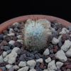 Vai alla scheda di Mammillaria perezbomba