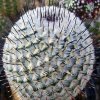 Vai alla scheda di Mammillaria perezdelarosae ssp. andersoniana