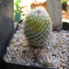 Vai alla scheda di Mammillaria perezdelarosae ssp. andersoniana f. variegata