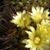 Vai alla scheda di Mammillaria petrophila