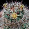 Vai alla scheda di Mammillaria petrophila ssp. arida