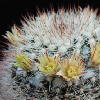 Vai alla scheda di Mammillaria petrophila ssp. baxteriana