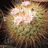 Vai alla scheda di Mammillaria petterssonii