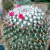 Vai alla scheda di Mammillaria phaeacantha