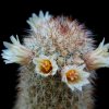Vai alla scheda di Mammillaria phitauiana