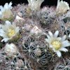 Vai alla scheda di Mammillaria picta