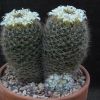 Vai alla scheda di Mammillaria picta f. monstruosa