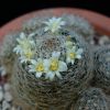 Vai alla scheda di Mammillaria picta forma