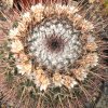 Vai alla scheda di Mammillaria pilensis