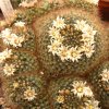 Vai alla scheda di Mammillaria pilispina