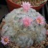 Vai alla scheda di Mammillaria plumosa cv. rosa blute