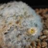 Vai alla scheda di Mammillaria plumosa v. roseiflora