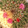 Vai alla scheda di Mammillaria polythele