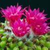 Vai alla scheda di Mammillaria polythele cv. nuda