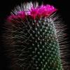 Vai alla scheda di Mammillaria polythele cv. un pico