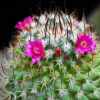 Vai alla scheda di Mammillaria polythele ssp. durispina