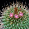 Vai alla scheda di Mammillaria polythele ssp. obconella