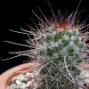 Vai alla scheda di Mammillaria pondii ssp. maritima