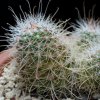 Vai alla scheda di Mammillaria pondii ssp. setispina