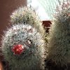 Vai alla scheda di Mammillaria pottsii