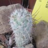 Vai alla scheda di Mammillaria pottsii v. multicaulis