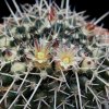 Vai alla scheda di Mammillaria praelii