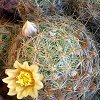 Vai alla scheda di Mammillaria prolifera