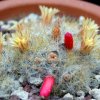 Vai alla scheda di Mammillaria prolifera ssp. texana