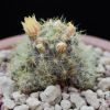 Vai alla scheda di Mammillaria prolifera v. pusilla