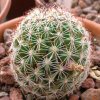 Vai alla scheda di Mammillaria pseudoalamensis