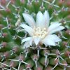 Vai alla scheda di Mammillaria pseudocrucigera