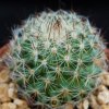 Vai alla scheda di Mammillaria pseudohalbingeri