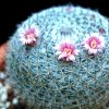 Vai alla scheda di Mammillaria pseudoperbella