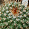 Vai alla scheda di Mammillaria pseudoscrippsiana