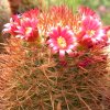 Vai alla scheda di Mammillaria pullihamata