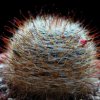 Vai alla scheda di Mammillaria pygmaea