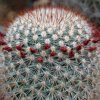 Vai alla scheda di Mammillaria rekoi