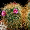 Vai alla scheda di Mammillaria rekoi ssp. aureispina