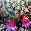 Vai alla scheda di Mammillaria rekoi ssp. leptacantha