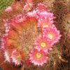 Vai alla scheda di Mammillaria rekoi v. leptacantha