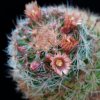 Vai alla scheda di Mammillaria rettigiana