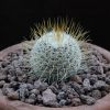 Vai alla scheda di Mammillaria reyensis
