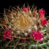 Vai alla scheda di Mammillaria rhodantha ssp. aureiceps