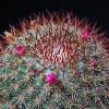 Vai alla scheda di Mammillaria rhodantha ssp. fera-rubra